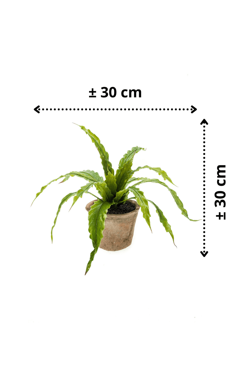 afmetingen Kunst Varen Asplenium 30cm