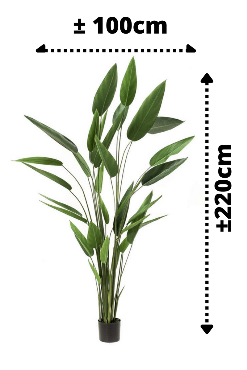 afmetingen Heliconia Kunstplant 220cm