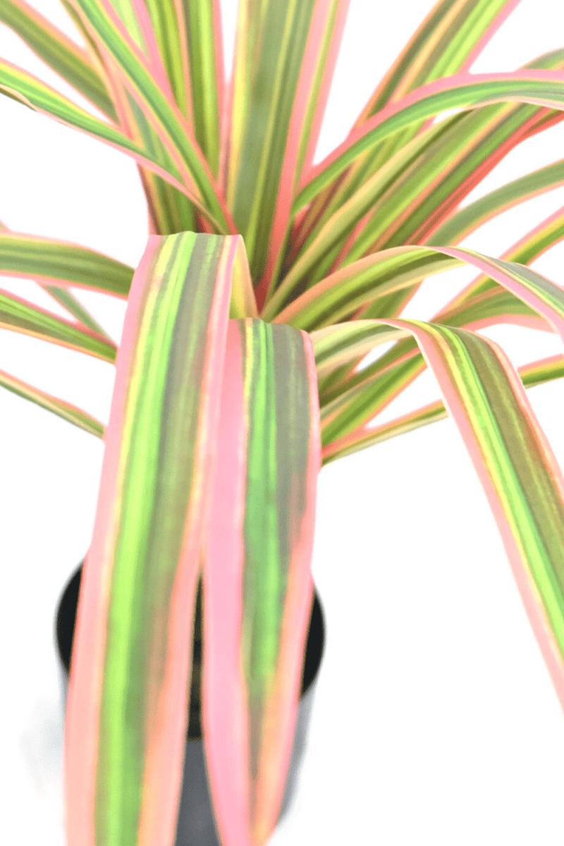 details bladeren Dracaena Kunstplant 60cm