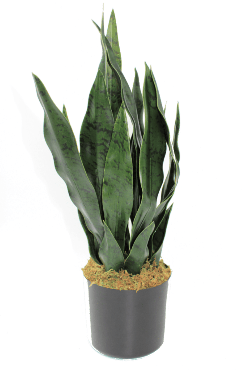 Sansevieria Kunstplant 40cm