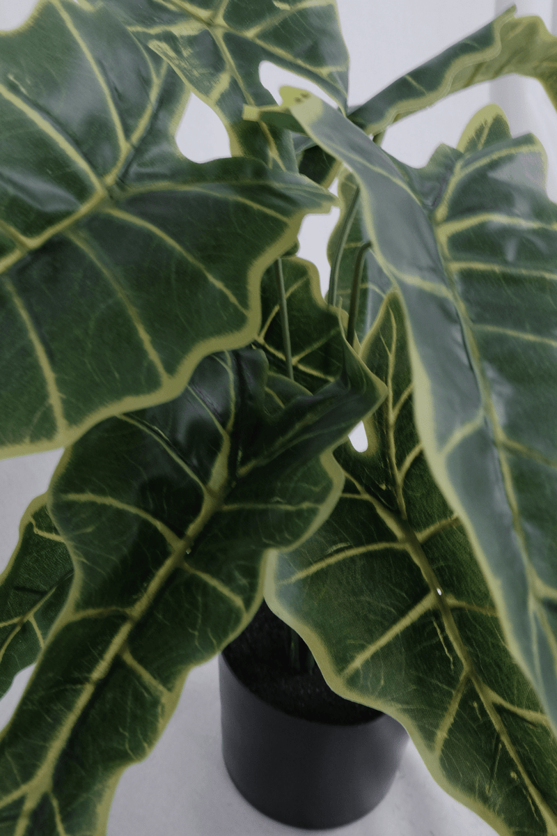 details Alocasia kunstplant 40cm